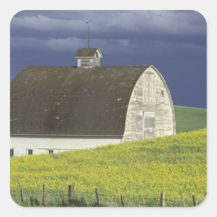 Adesivo Quadrado NA, EUA, Idaho, ao sul de Genesse, campo de canola