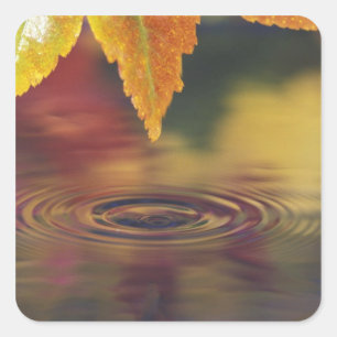 Adesivo Quadrado NA, EUA, Pacífico Noroeste