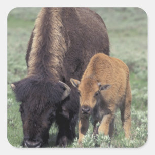 Adesivo Quadrado NA, parque nacional dos EUA, Wyoming, Yellowstone