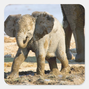 Adesivo Quadrado Namíbia, África: Bebê Elefante Africano