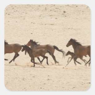 Adesivo Quadrado Namíbia, Aus. Grupo de cavalos selvagens correndo 