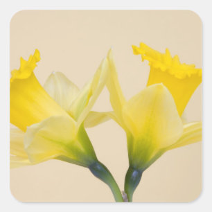 Adesivo Quadrado Narcisos amarelos