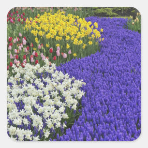 Adesivo Quadrado Narcisos e Jacintos de Uva, Keukenhof 2
