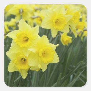 Adesivo Quadrado Narcisos RF)