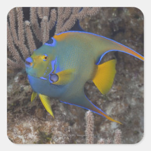 Adesivo Quadrado Natação do Angelfish da rainha (ciliaris de