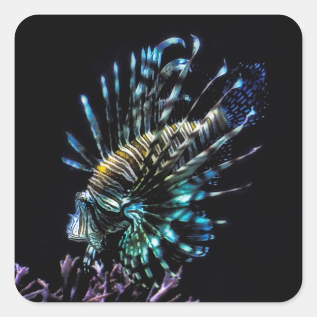 Adesivo Quadrado Natações de Lionfish (Frente)