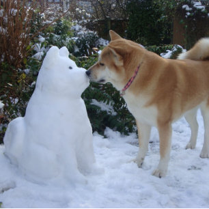 Adesivo Quadrado Natal de beijo bonito da foto de akita do boneco