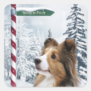Adesivo Quadrado Natal do Sheepdog de Shetland