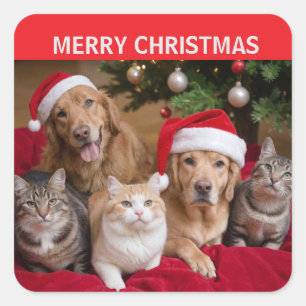 Adesivo Quadrado Natal para gatos e cães