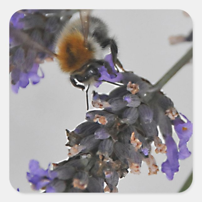 Adesivo Quadrado Natures WonMaravilha Workers (Frente)