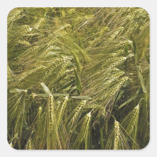 Adesivo Quadrado Natureza Botânica do Grão de Centeio