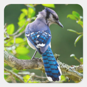Adesivo Quadrado Natureza Fotografia Shy Blue Jay Roupa presente