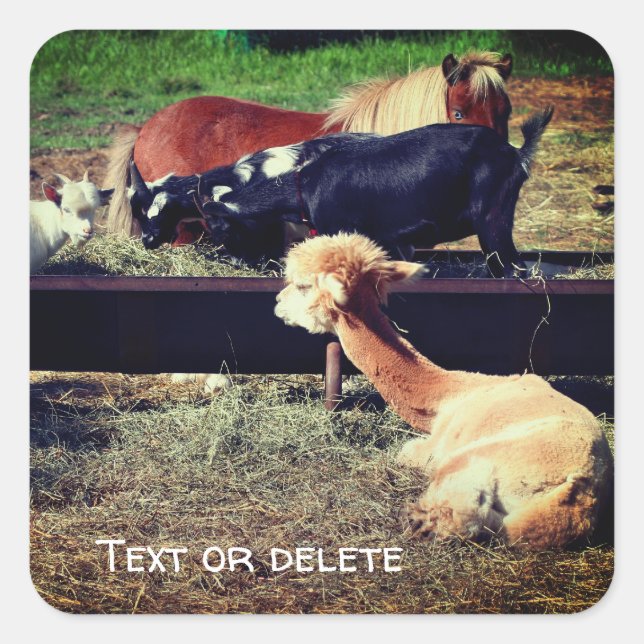 Adesivo Quadrado Natureza Personalizada dos Amigos Animais da fazen (Frente)