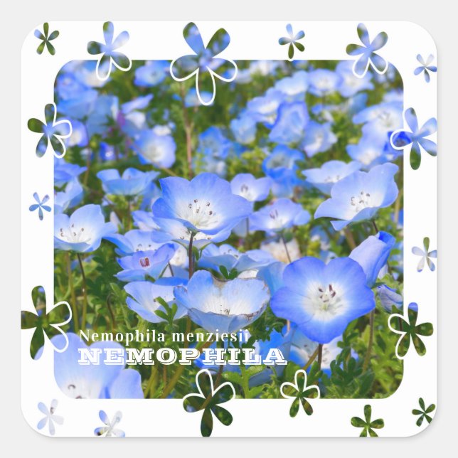 Adesivo Quadrado NEMOPHILA（Baby Blue Eyes） (Frente)