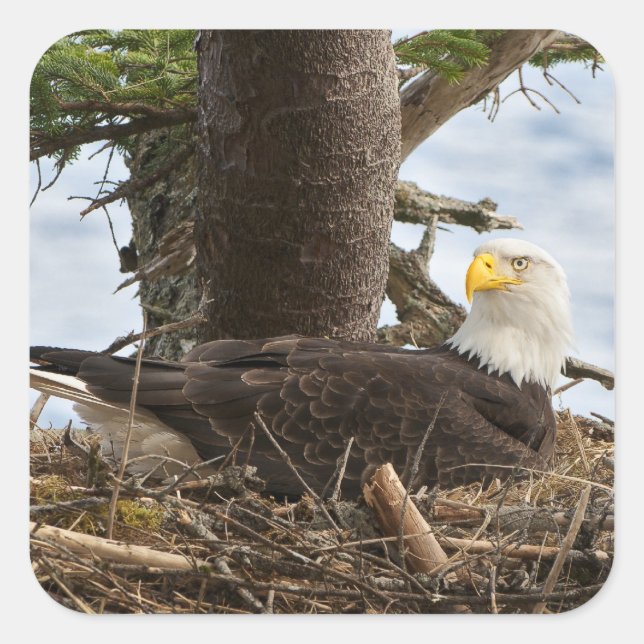 Adesivo Quadrado Nesting Bald Eagle (Frente)