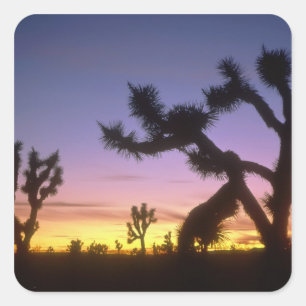 Adesivo Quadrado NEVADA. EUA. Árvores de Josué Yucca brevifolia)
