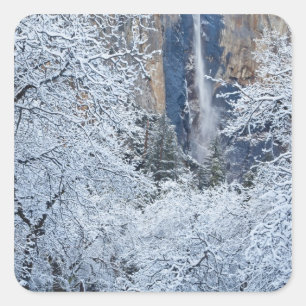 Adesivo Quadrado Neve fresca nas árvores abaixo de Bridalveil