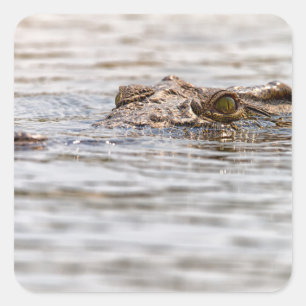 Adesivo Quadrado Nile Crocodilo