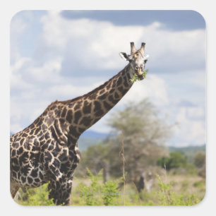 Adesivo Quadrado No safari em Tanzânia, África