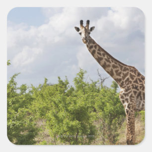 Adesivo Quadrado No safari em Tanzânia, África. 2