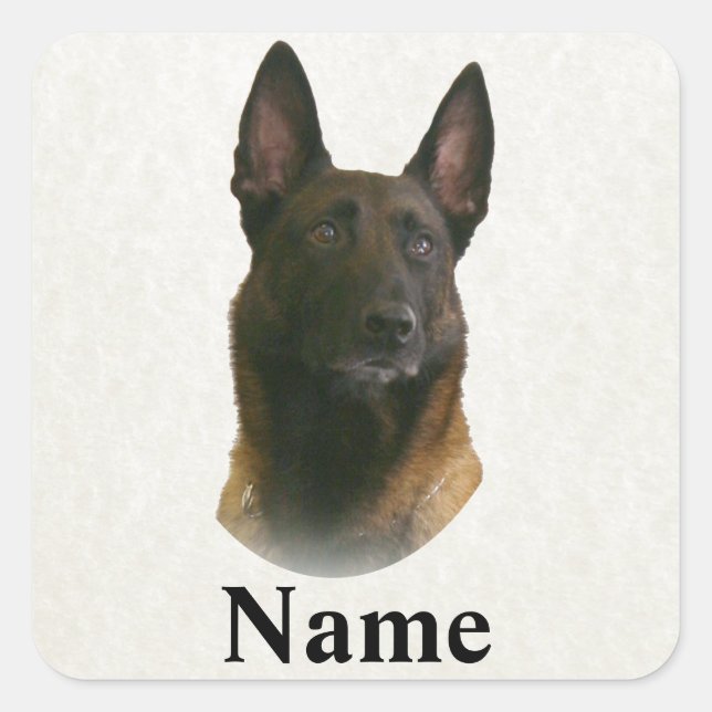 Adesivo Quadrado nome malinois belga (Frente)