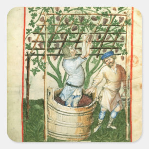 Adesivo Quadrado Nouv Acq Lat Recolha e prensagem de uvas