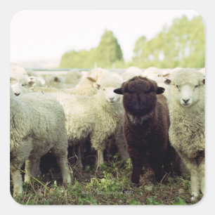 Adesivo Quadrado Nova Zelândia