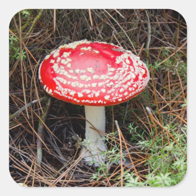 Adesivo Quadrado Nova Zelândia, Rotorua, Taupo Zona Vulcânica (Frente)