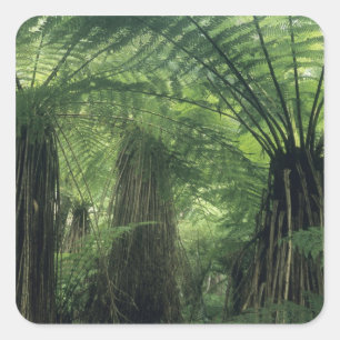 Adesivo Quadrado Nova Zelândia, Vale do Haast, Westland, Árvore Sof