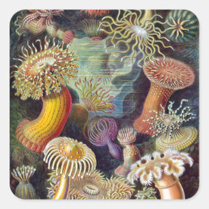 Adesivo Quadrado O Actiniae de Ernst Haeckel