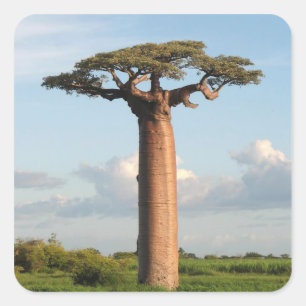 Adesivo Quadrado O Baobab Madagascar de Grandidier