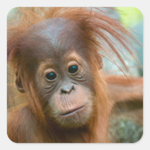 Adesivo Quadrado O bebê bonito Orangutan está hetero à frente