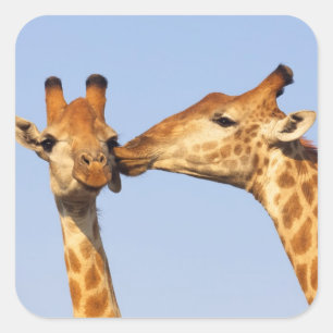 Adesivo Quadrado O Beijo