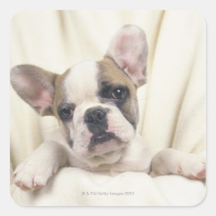 Adesivo Quadrado O Bulldog, frequentemente chamado de Bulldog Ingl