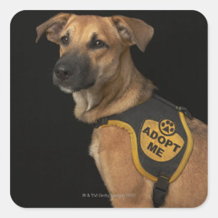 Adesivo Quadrado O cão do salvamento de Brown com adota-me veste