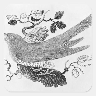 Adesivo Quadrado O Cuco