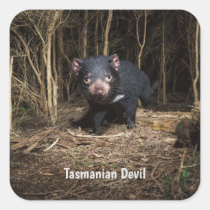 Adesivo Quadrado O Diabo da Tasmânia na Austrália