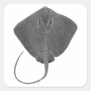 ADESIVO QUADRADO O EXCELENTE DO SUL