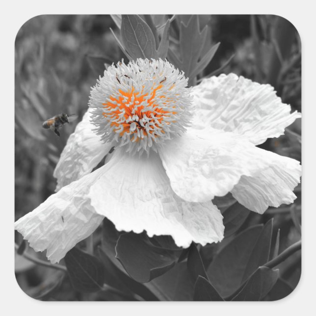 Adesivo Quadrado O Fogo Dentro (Frente)