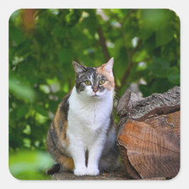 Adesivo Quadrado O Gato