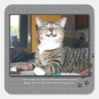 O gato responsabiliza o cão
