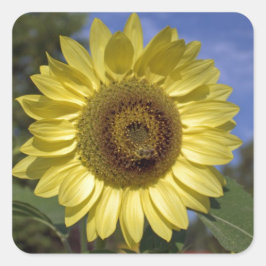 Adesivo Quadrado O girassol perfeito do verão no céu azul.