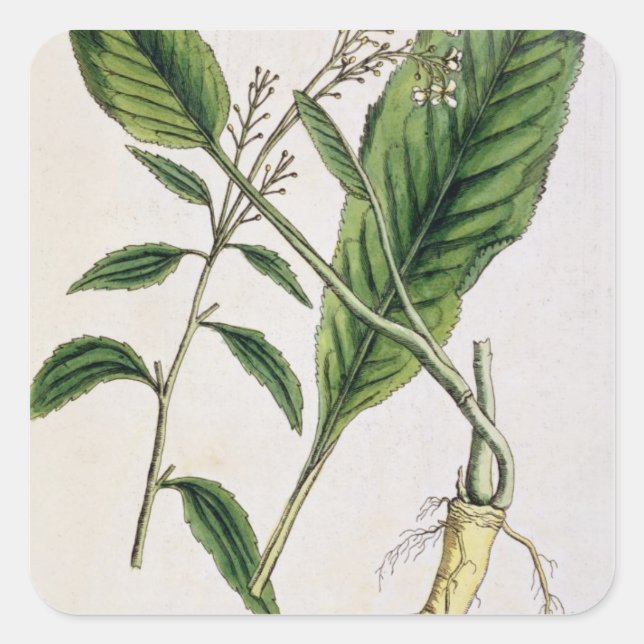 Adesivo Quadrado O Horseradish, chapeia 415 "de um erval curioso", (Frente)