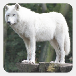 Adesivo Quadrado O Lobo Animal, a paz, o destino