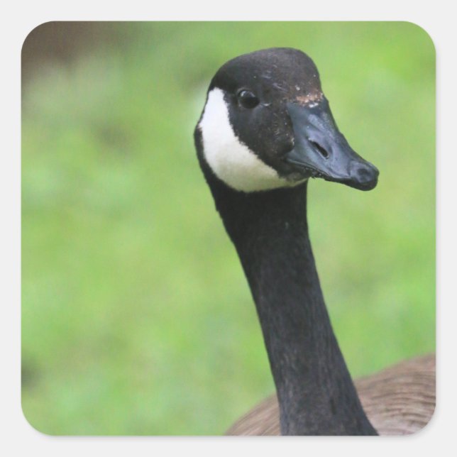 Adesivo Quadrado O quê? (Frente)
