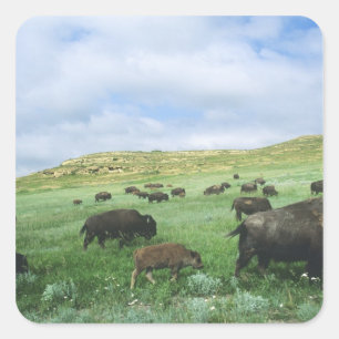 Adesivo Quadrado O rebanho do bisonte pasta a grama de pradaria em