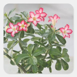 Adesivo Quadrado O rosa de deserto floresce a planta