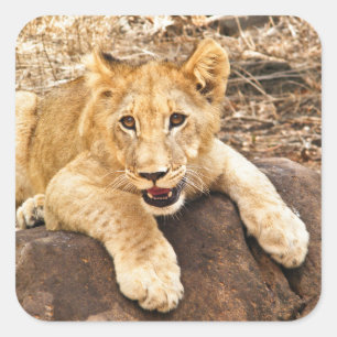 Adesivo Quadrado O tigre Cub toma o respiradouro em uma rocha