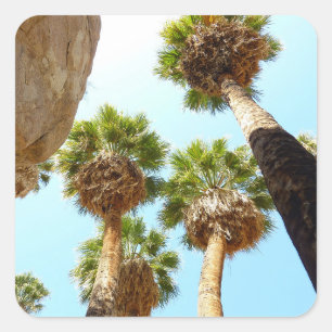 Adesivo Quadrado Oasis Palms no Parque Nacional de Joshua Tree