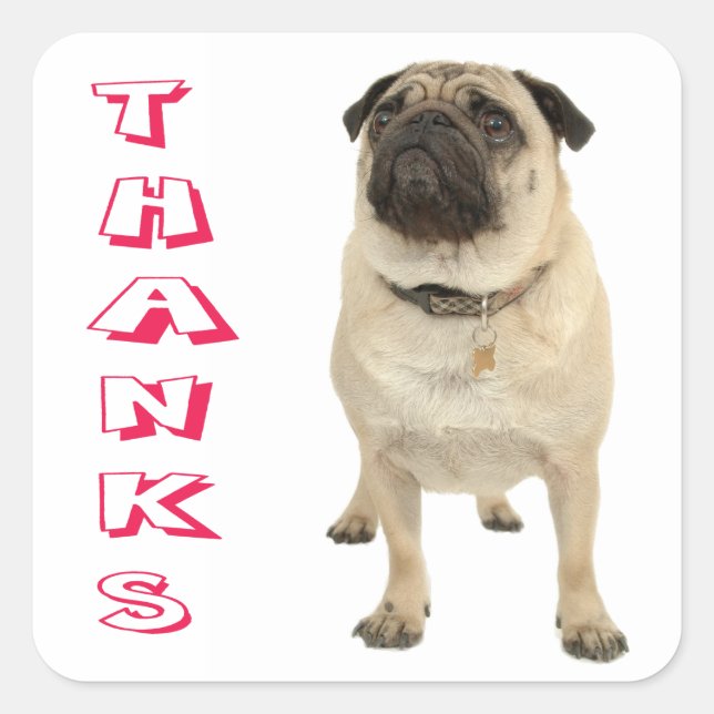 Adesivo Quadrado Obrigado Pug Puppy Dog Stickers / Seals (Frente)